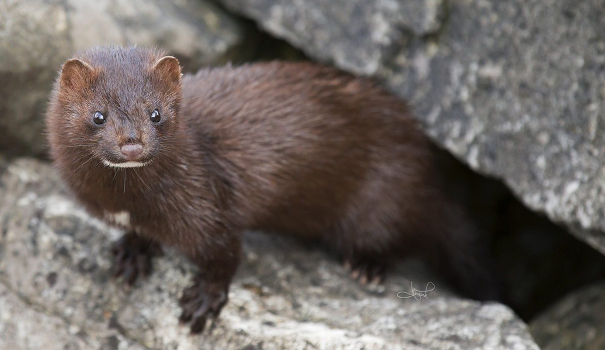 How Mink Like Humans Were Slammed By The Coronavirus The New York Times