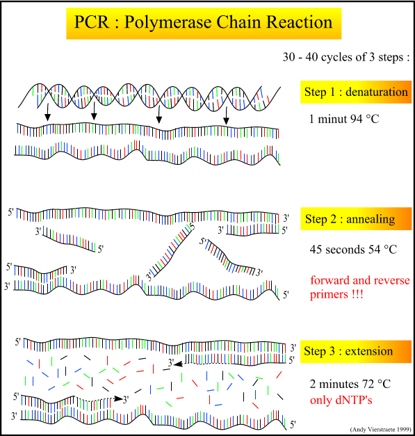 Pcr Primers And Product Sizes Download Table