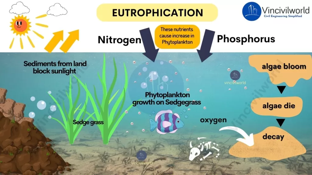 Eutrophication Process Maine Issues Update On Unusual Phytoplankton