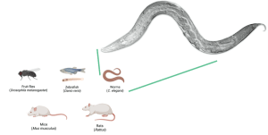 Overview Of The Currently Established C Elegans Models For Prion Like