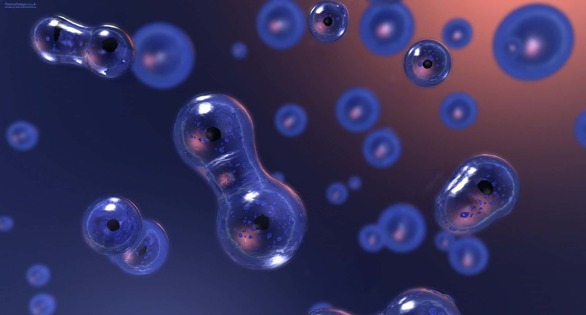 Biology 225 Lab Quiz 2 Flashcards Quizlet