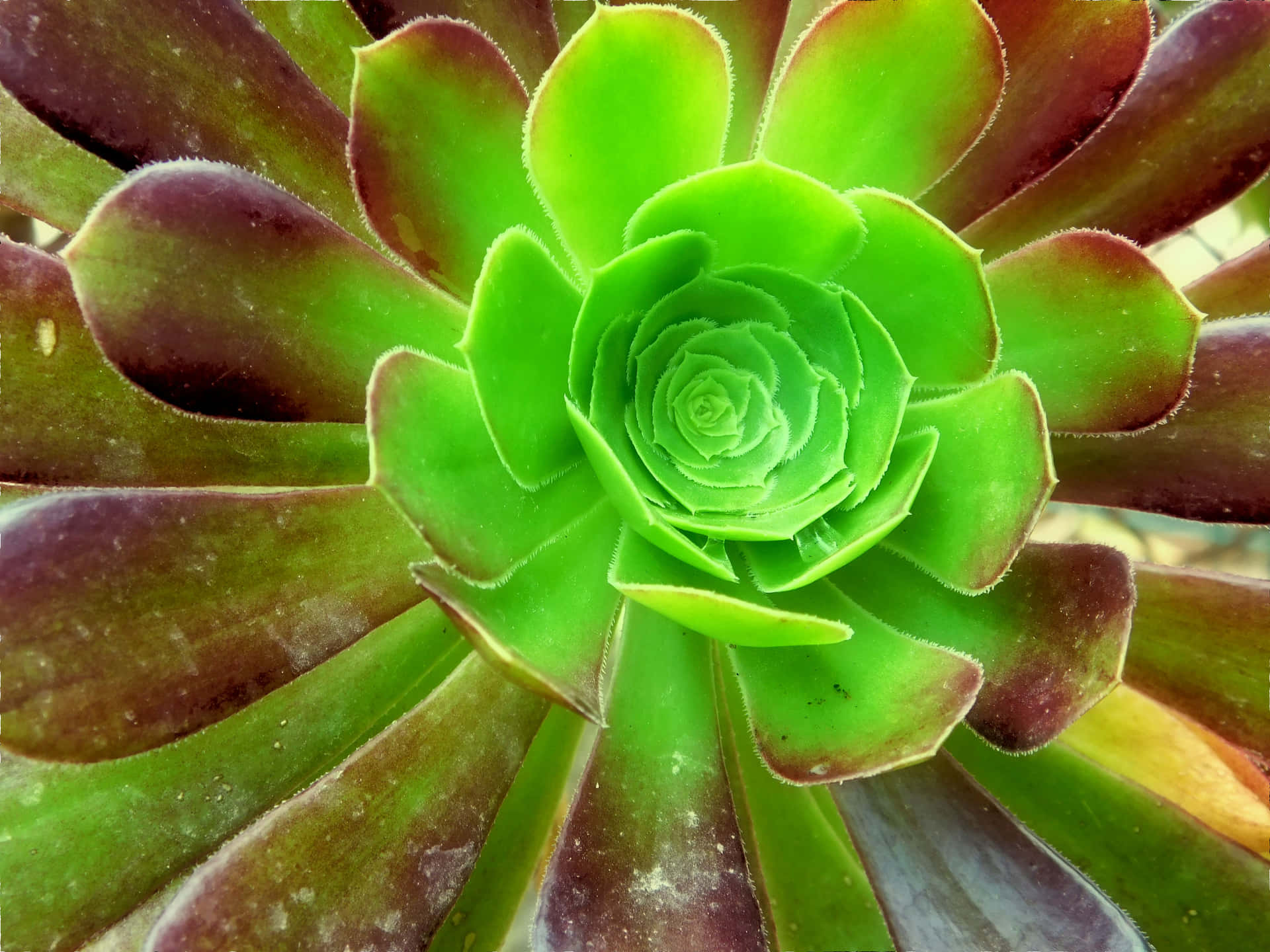 Plant Blad Zomer Gratis Foto Op Pixabay Pixabay