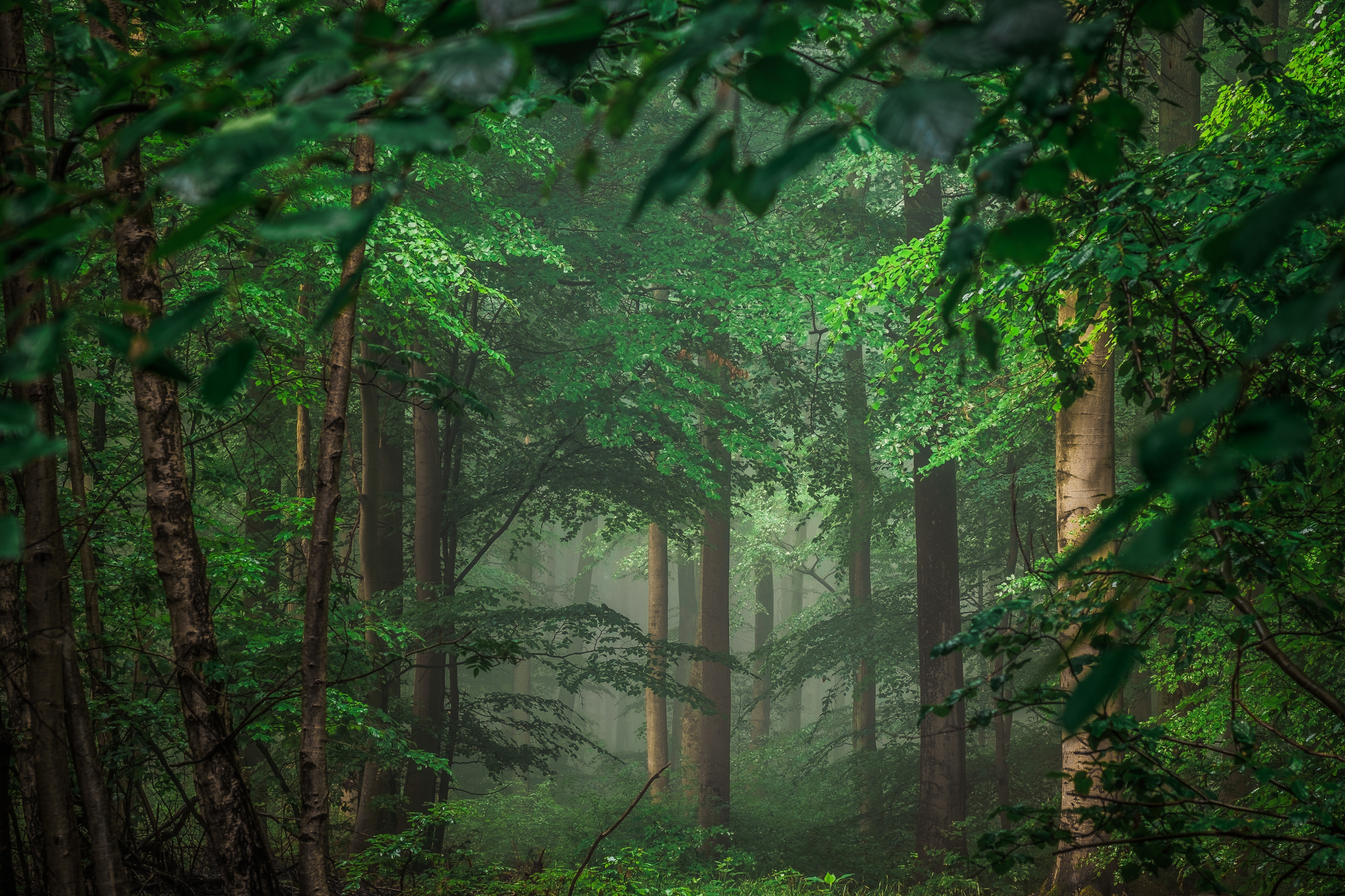Forest Natuur Bomen Gratis Foto Op Pixabay