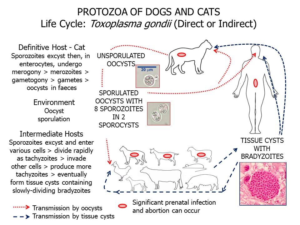 Toxoplasma Gondii Life Cycle Cdc