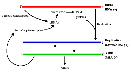 Receptor Mediated Cell Entry Of Paramyxoviruses Mechanisms And