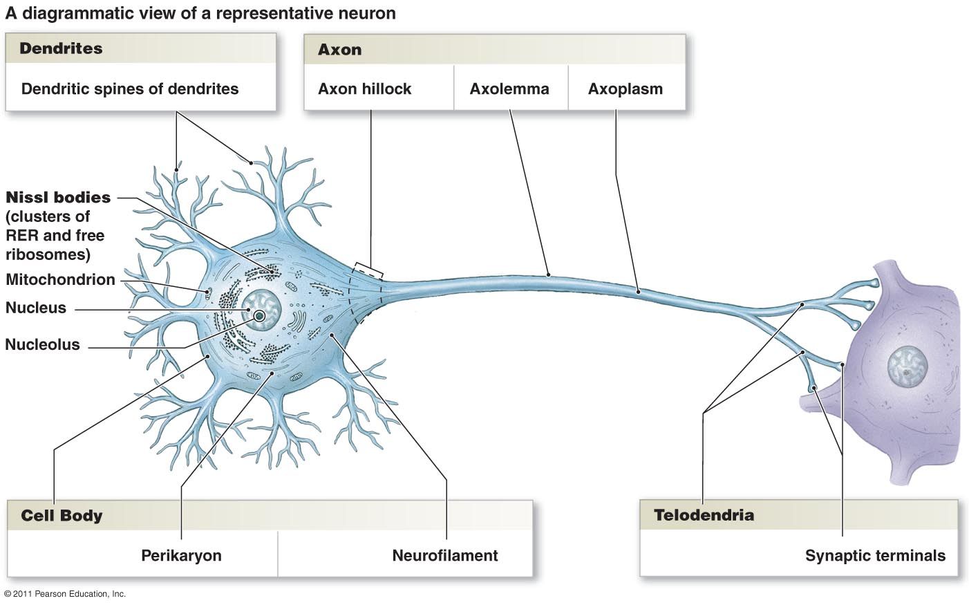 Label The Parts Of The Synapse