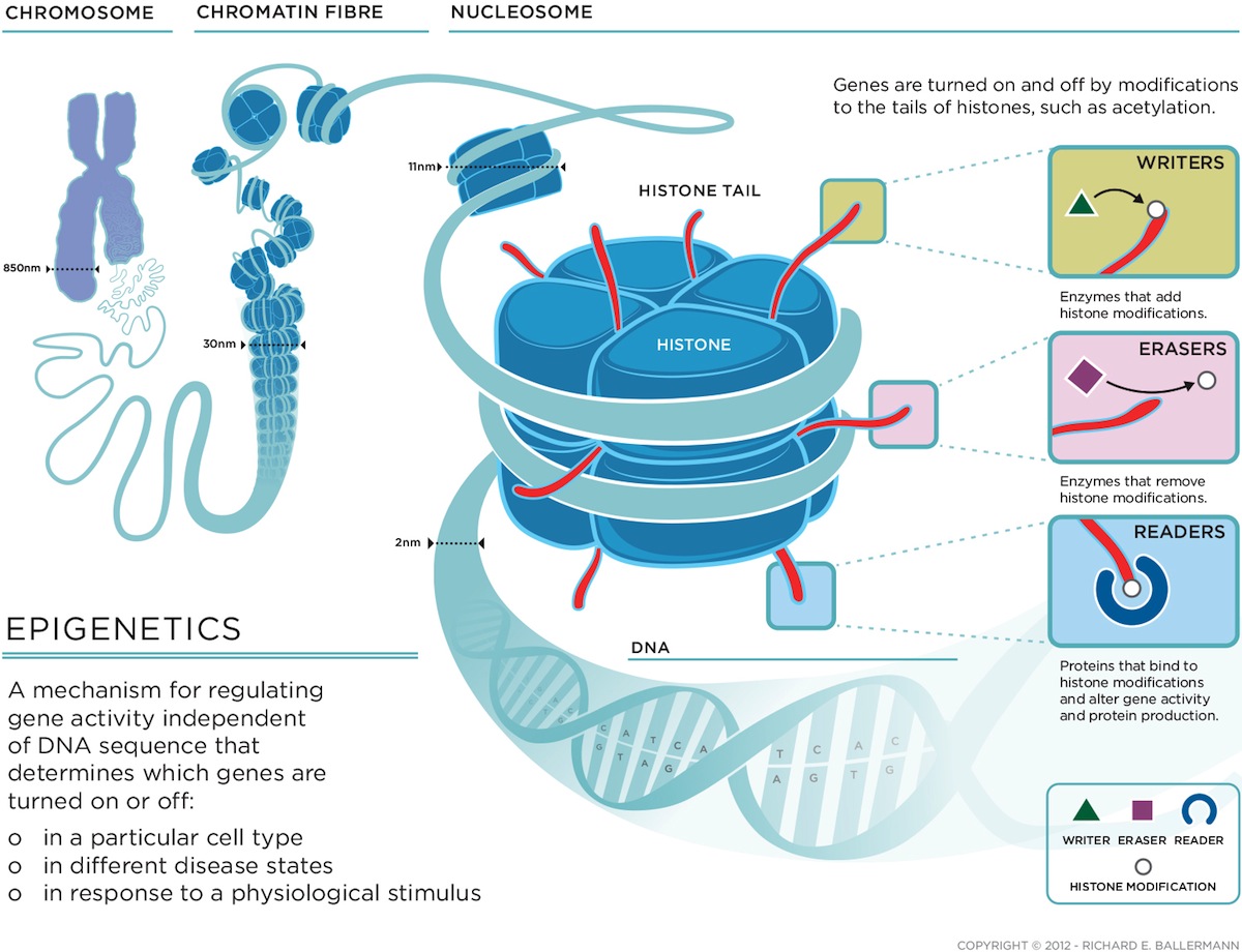 Epigenetics And Spermatogenesis Illustration Of Epigenetic