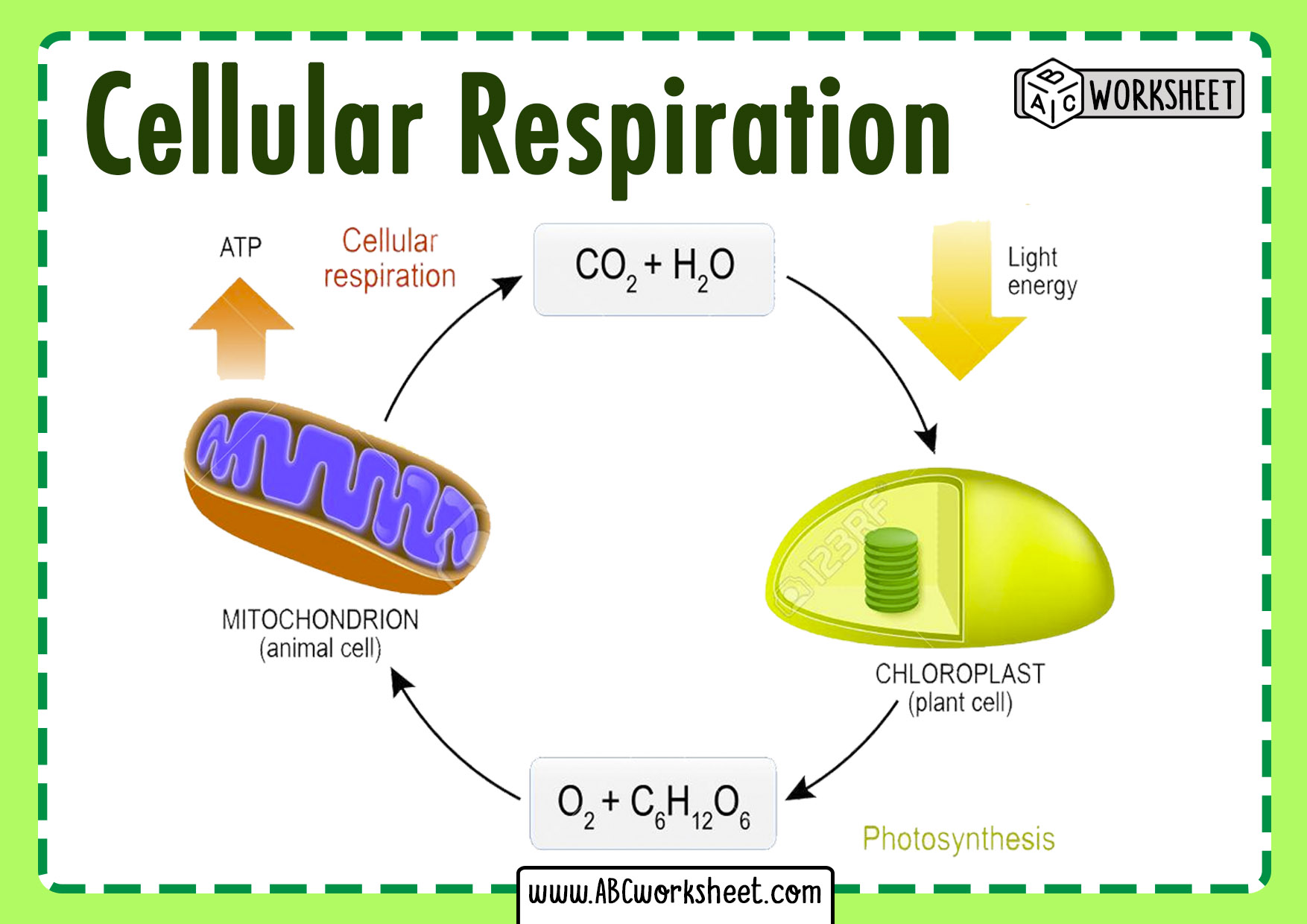 Respiration In Animals Aerobic Respiration Gas Exchange In Cockroach