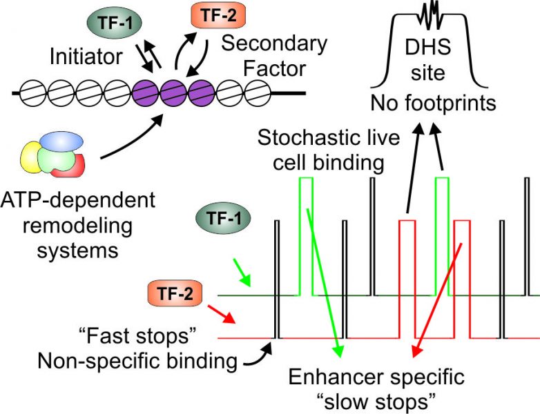 Moderate Dynamic Of Enhancer Promoter Interactions During T Cell