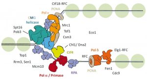 Replication Fork Fork Protection Complex Learn Science At Scitable