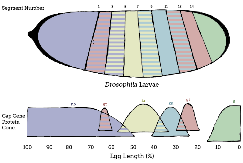 What Are Segmentation Genes