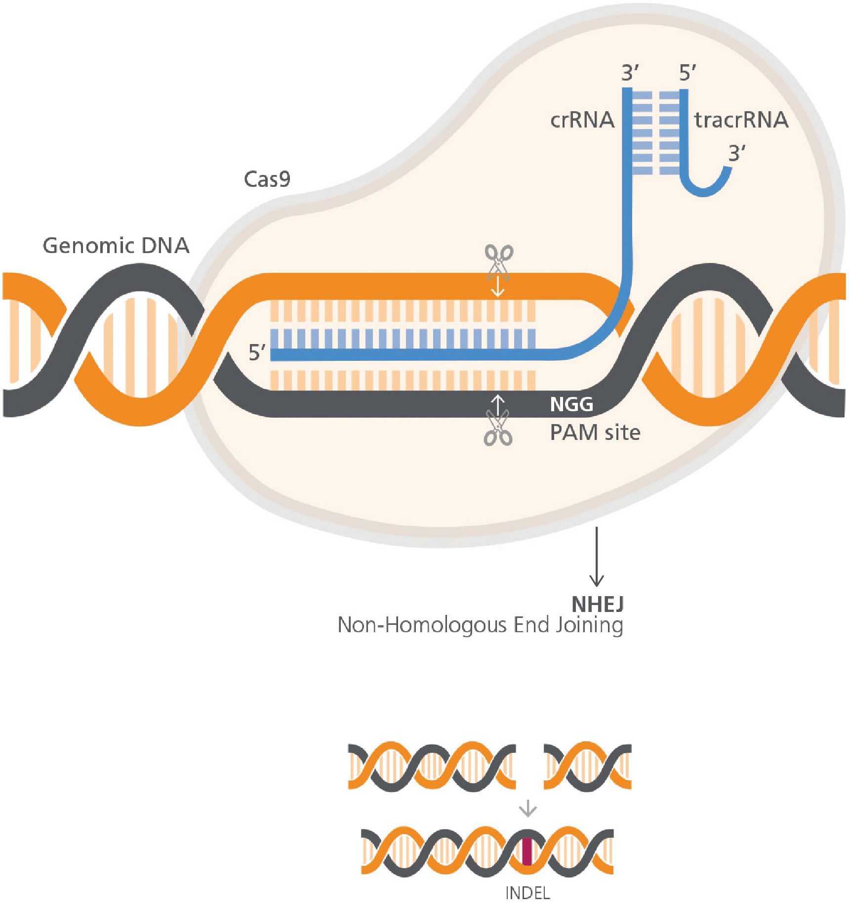 More Applications Of Crisprcas9 In Pathogen Detection Download
