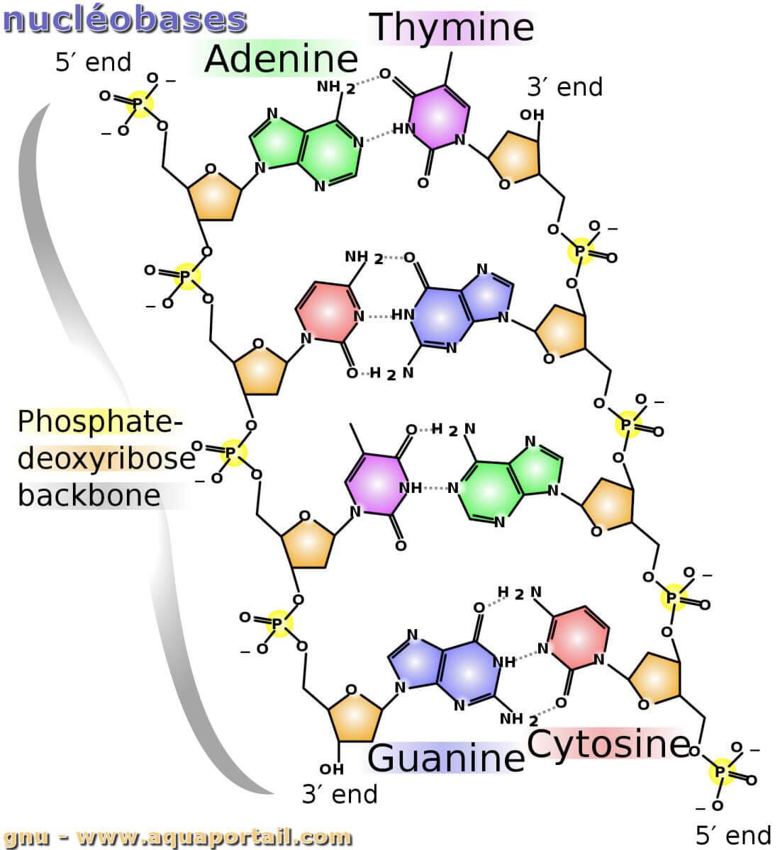 Nucleotide And Polyprotein Variation In Sugarcane Mosaic Virus
