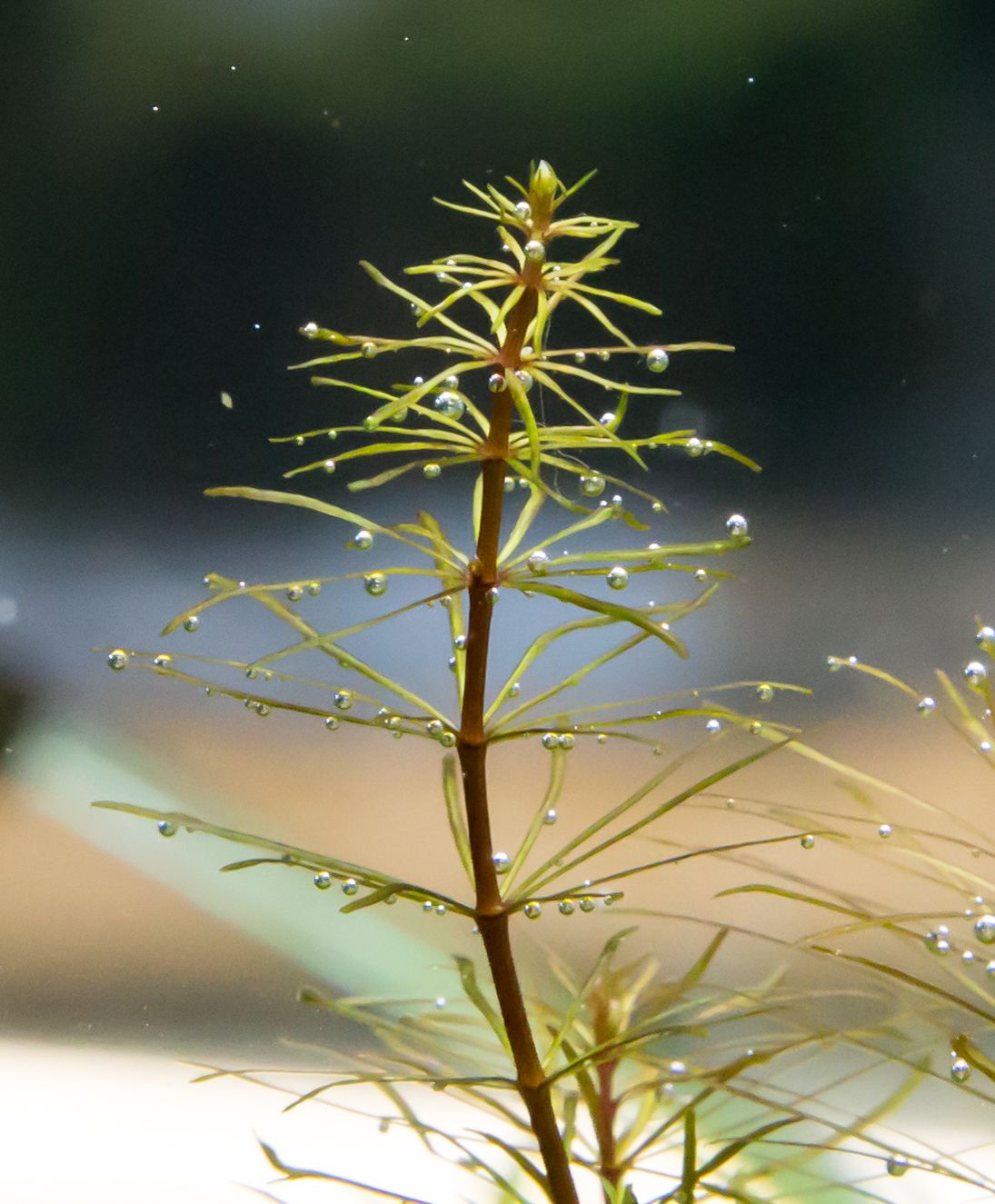 My Aquatic World Plant Nutrient Deficiency Symptoms