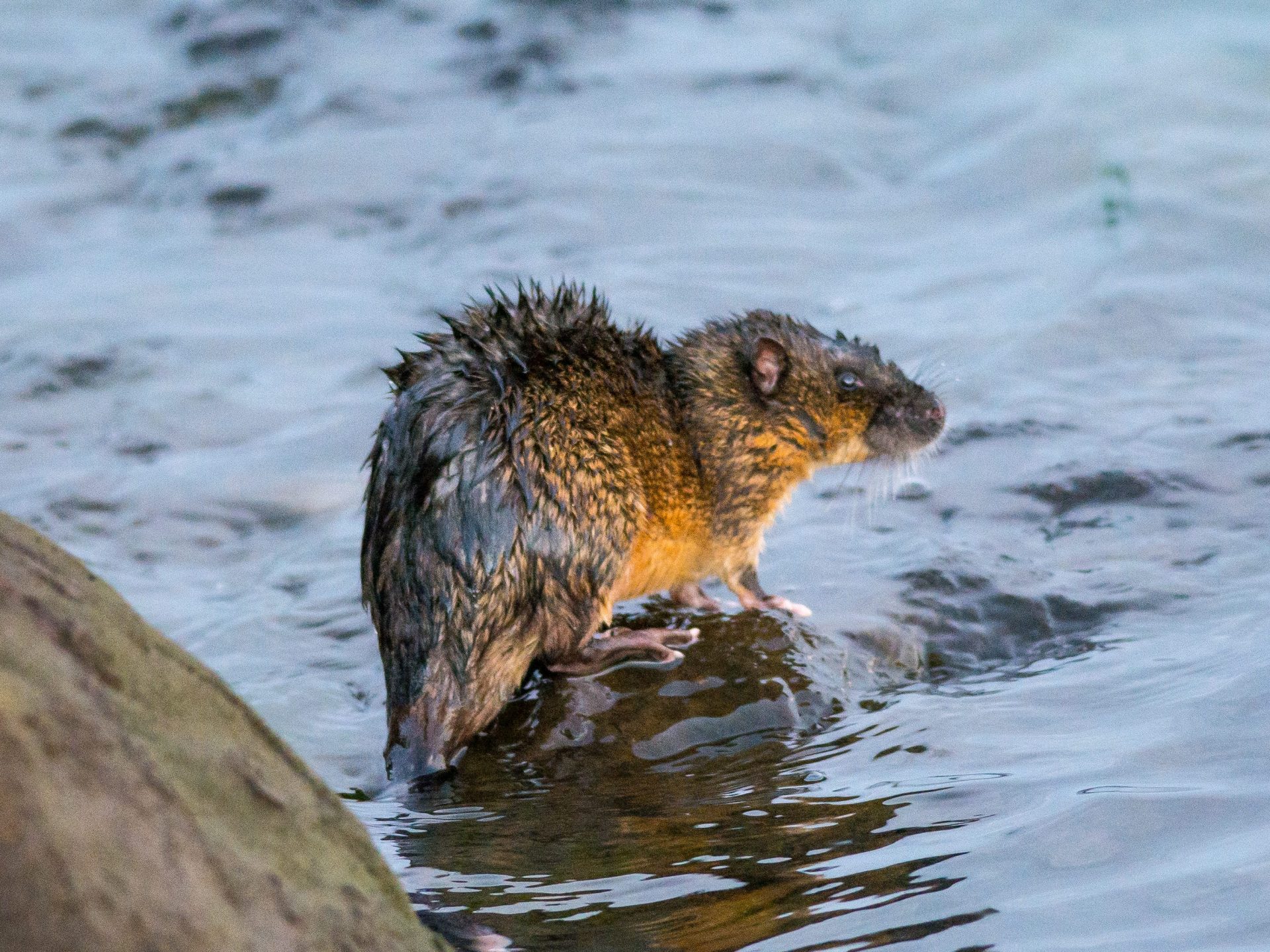 Mammals – Rakali / Native Water Rat – Barwon Bluff 