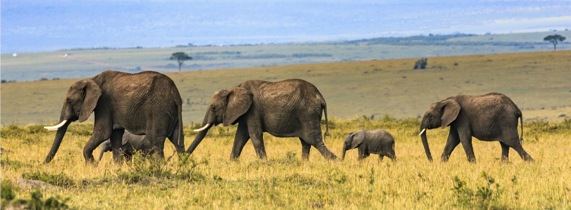 Summary Of Large Specimen Experiments Download Scientific Diagram