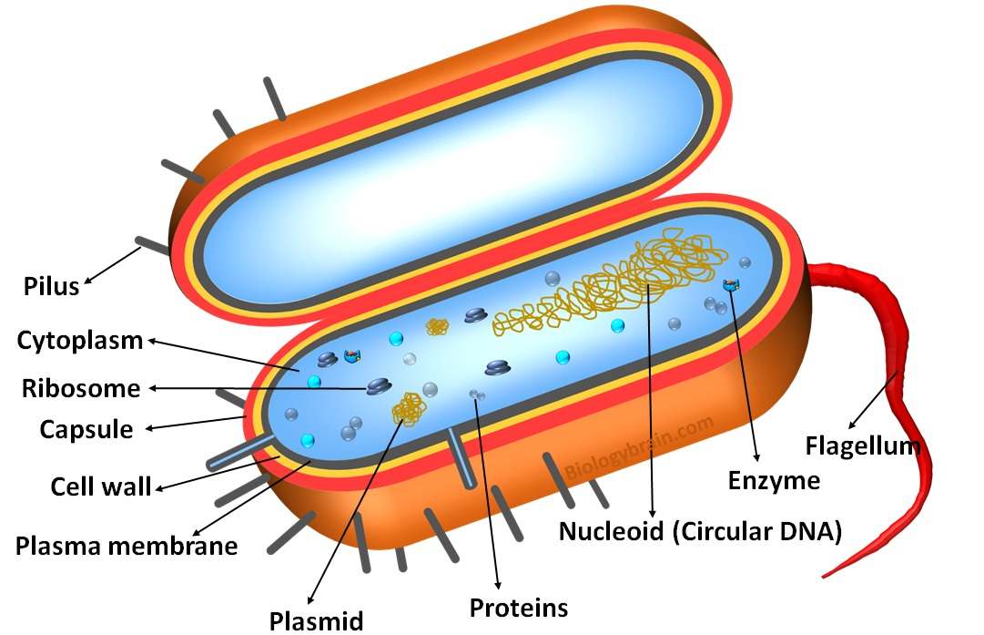 prokaryotic cell eukaryotic cell difference 