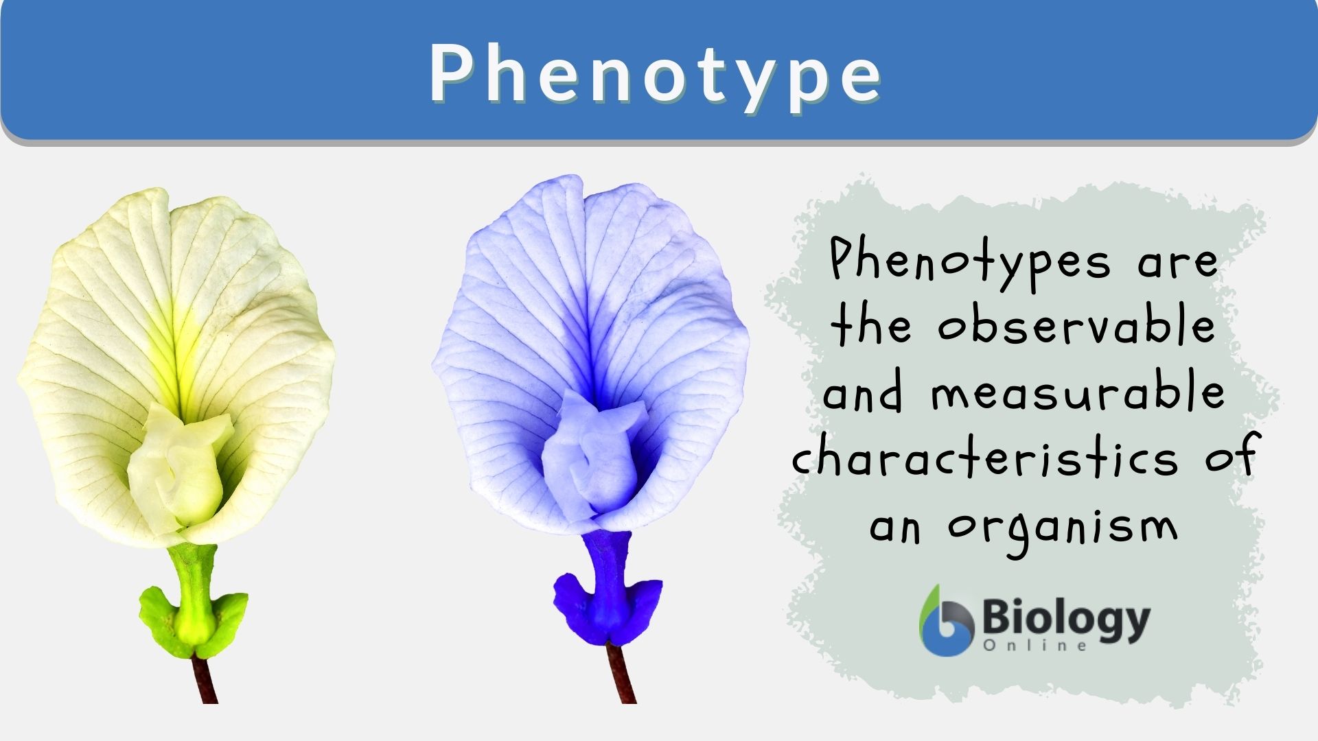 Phenotype Of Maize Under Imi Treatment Phenotype Of Maize Seedlings