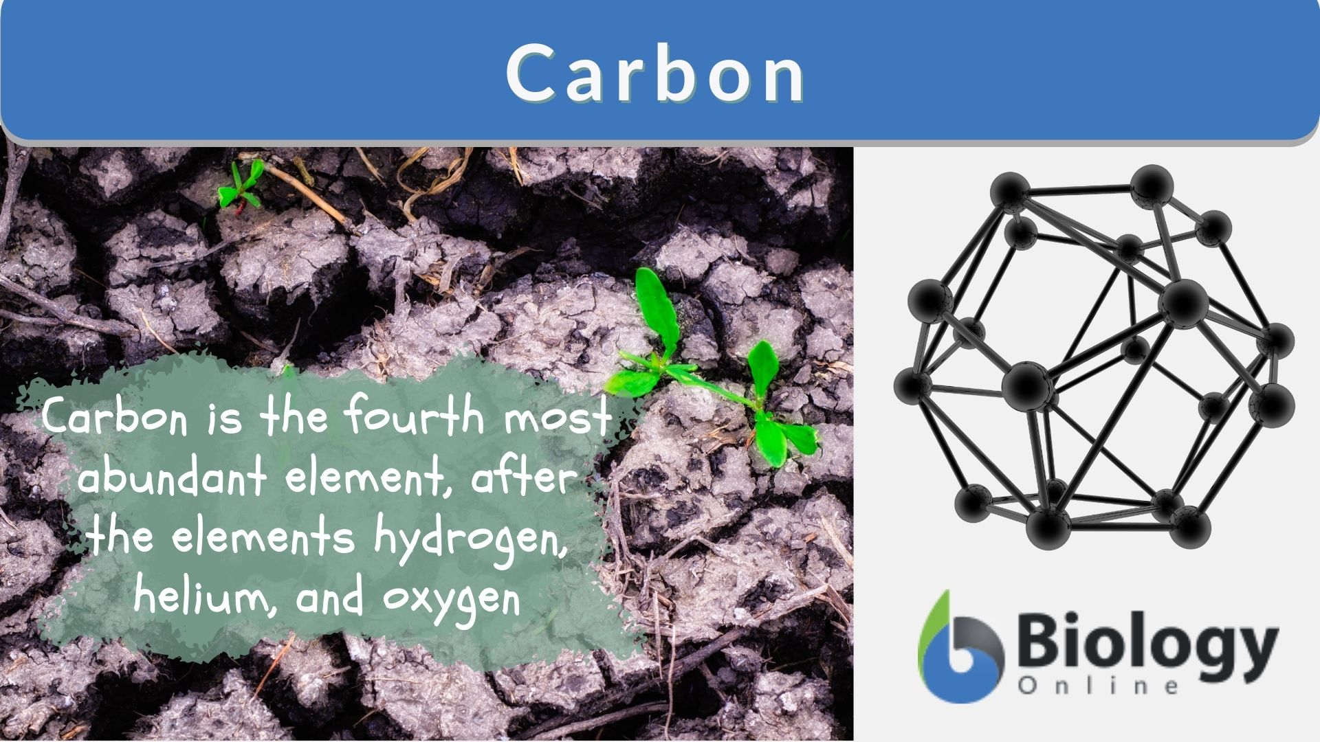 Carbon Storage And Carbon Density Of Dominant Tree Species Groups At