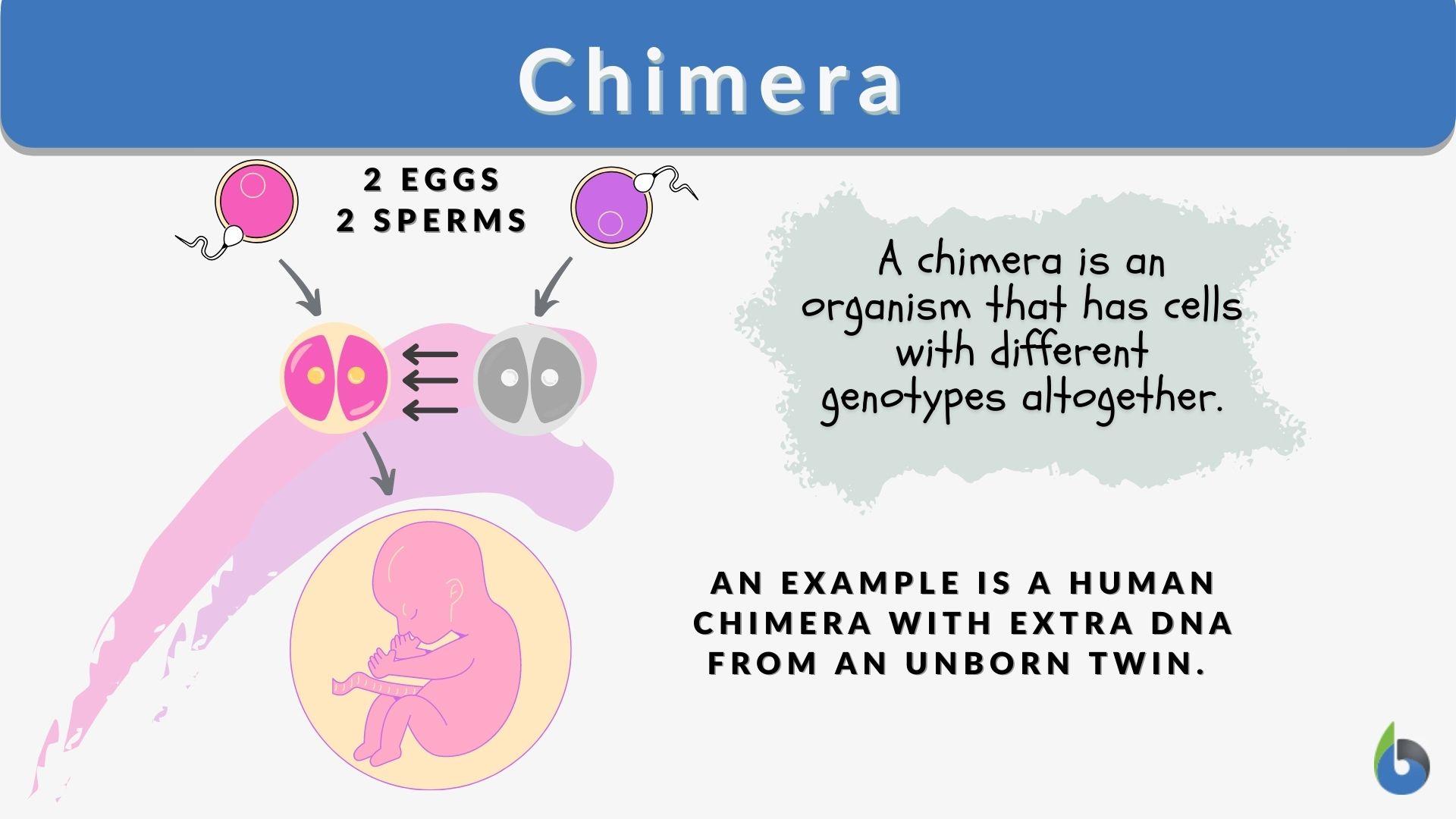 Chimerism In Tolerant Mice A Tolerant Mice Were Sacrificed A Minimum