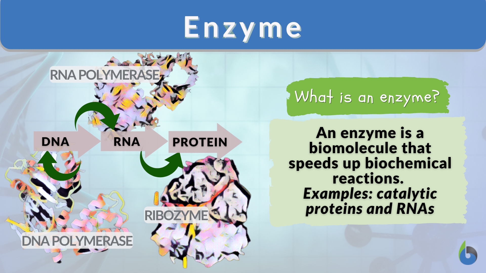 Enzymes The Biological Catalysts Pptx