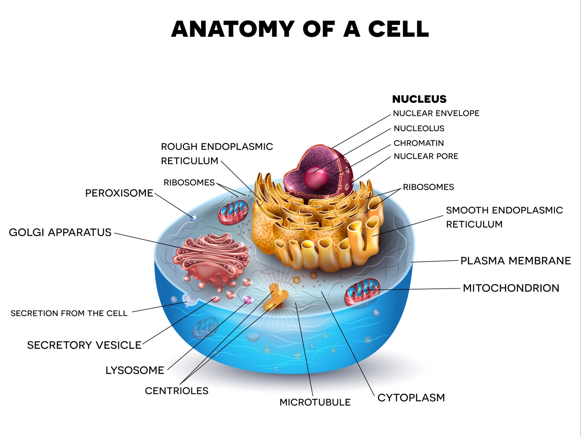 Cells And Their Function Pdf
