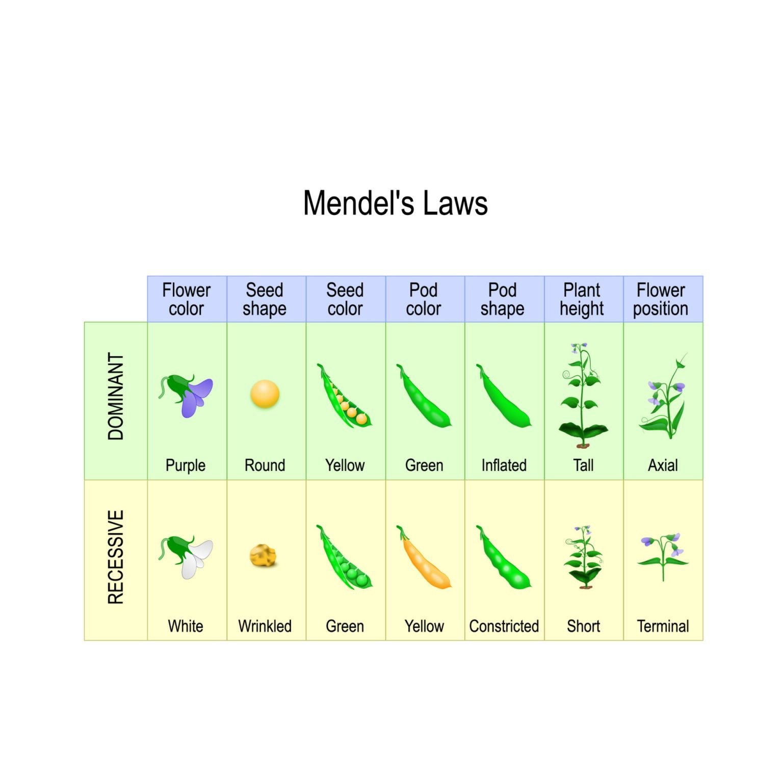 Solved Which Of The Following Statements Describes Mendel S Law Of
