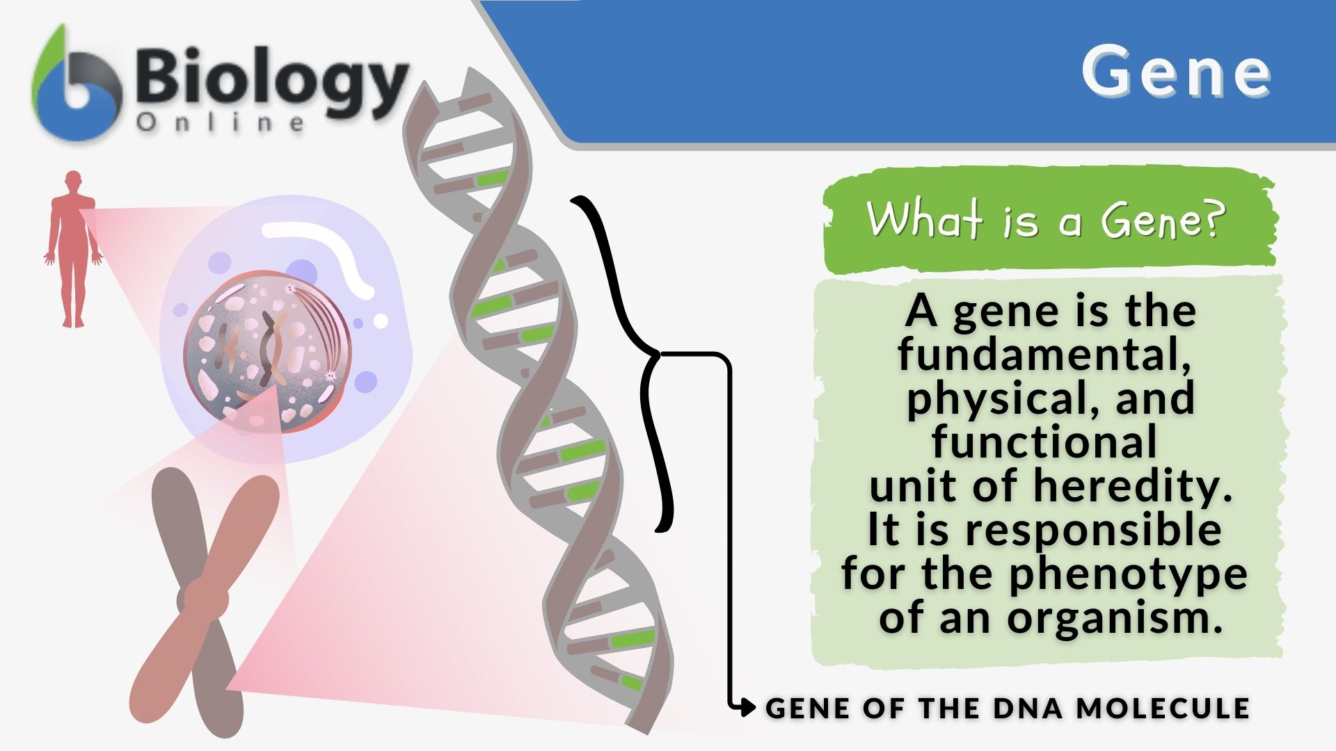 Genes Used In This Experiment List Of 36 Cell Cycle Regulator Genes