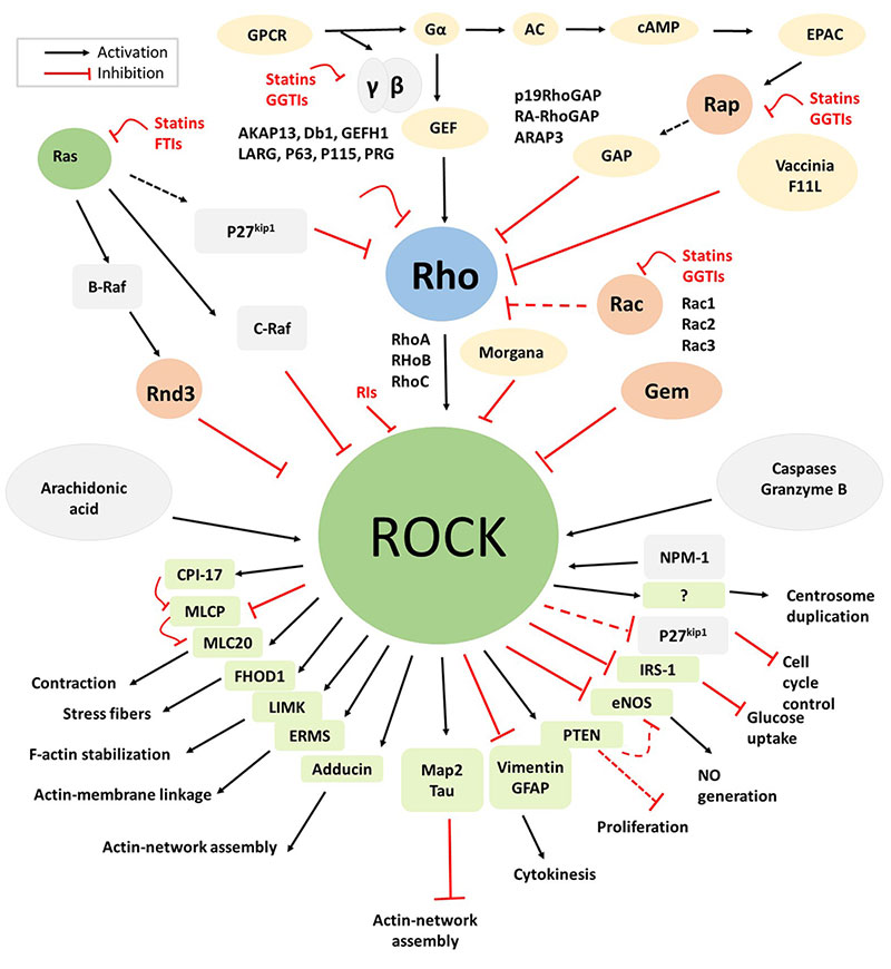 Regulation Functions And Inhibition Of The Rho Rock Controlled