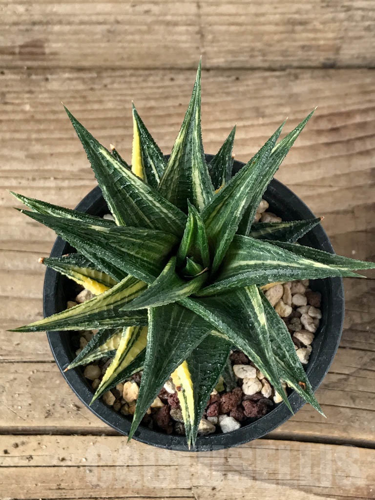 Shpr14291 Haworthia Fasciata F Variegata Cactus Online