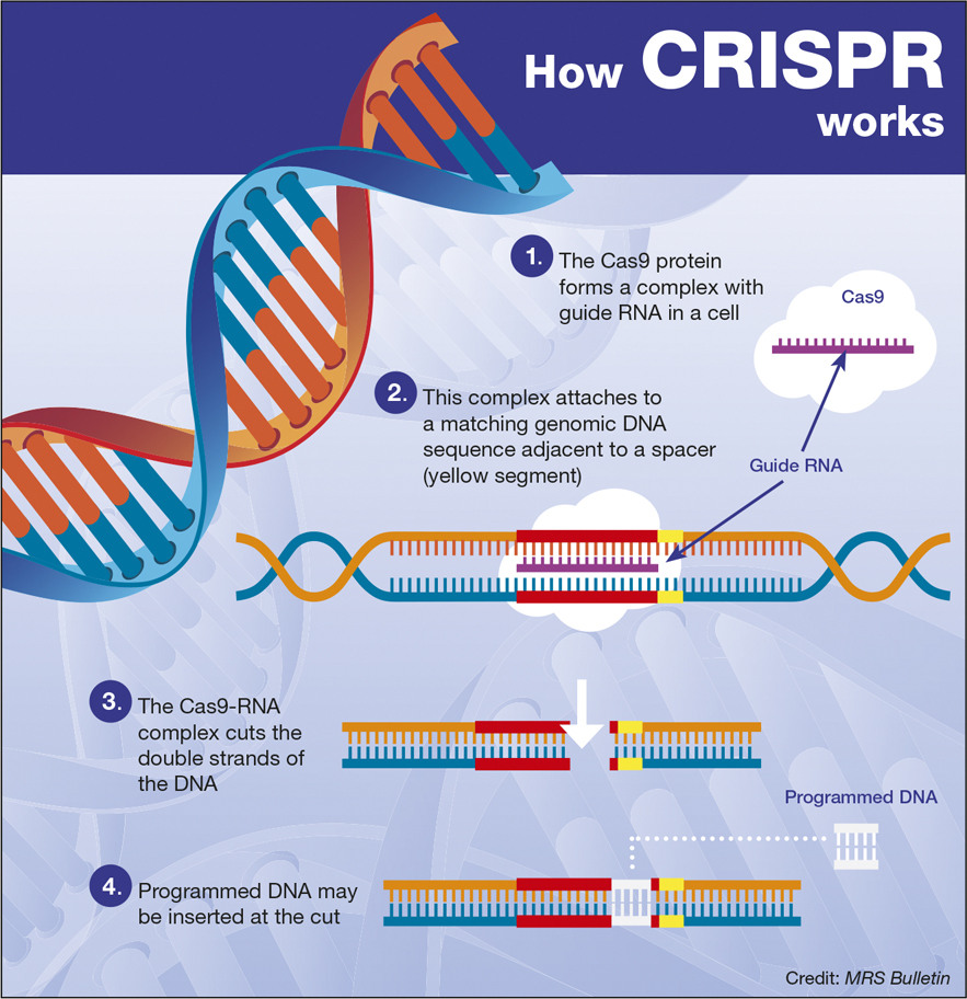 A Simple Guide To Crispr One Of The Biggest Science Stories Of The