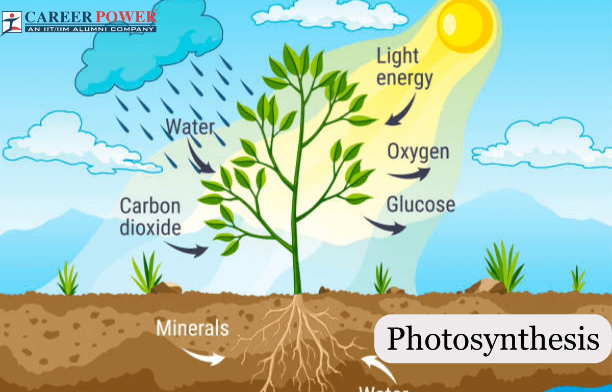 Photosynthesis Updated