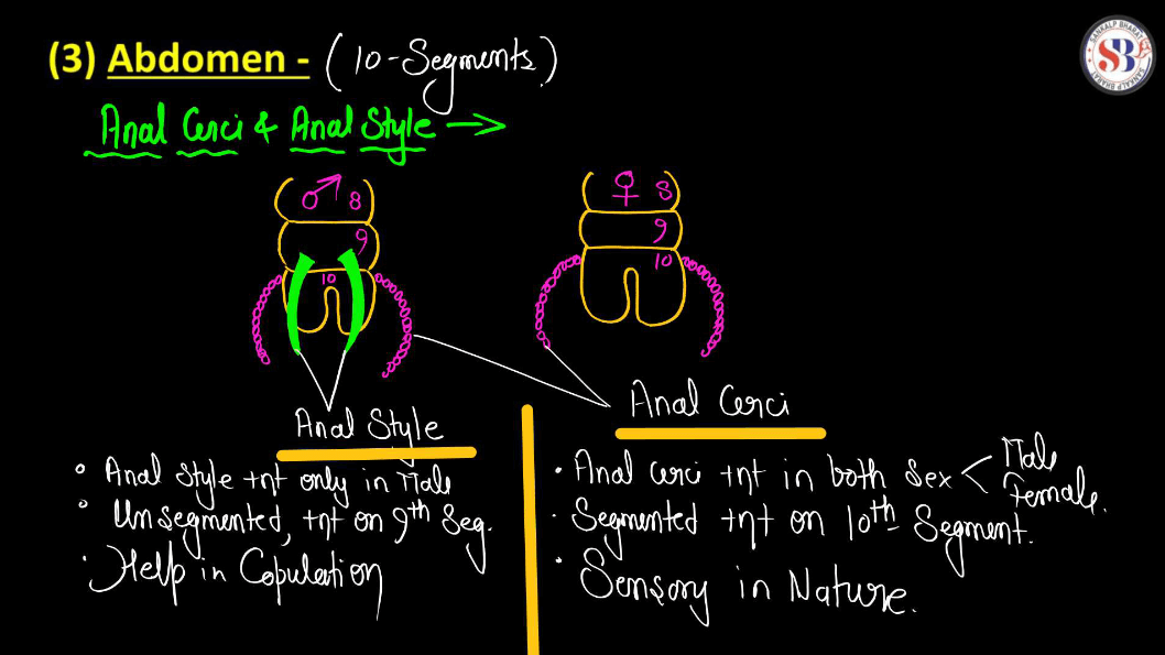 13 Structural Organisation In Animals Animal Tissue Cockroach