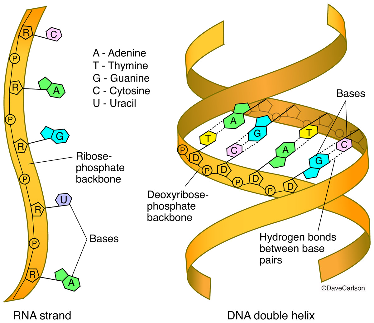 Rna Protein Molecular Over 1 521 Royalty Free Licensable Stock