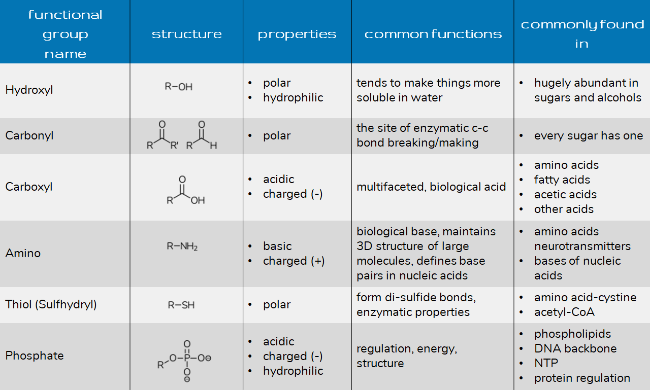 What Are The Seven Functional Groups