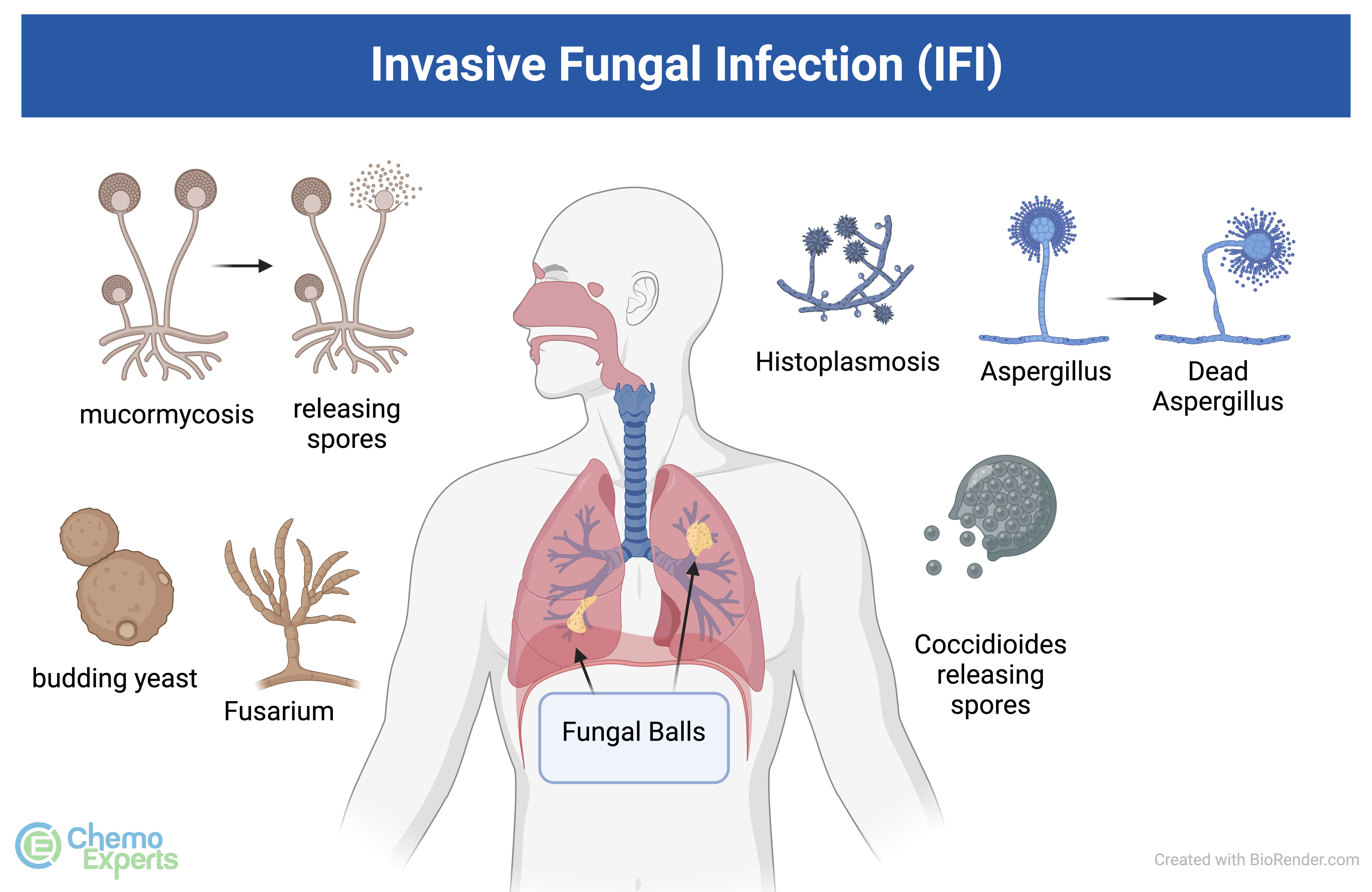 Fungal Immunity Parasite Immunology Vol 45 No 2
