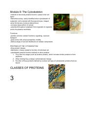 Phgy Module 8 The Cytoskeleton Intermediate Filaments Flashcards And