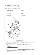 Exploring Microscopy Lab Activities Observations Course Hero