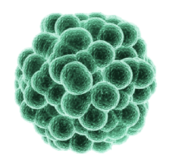 Pc3 Cell Culture Media