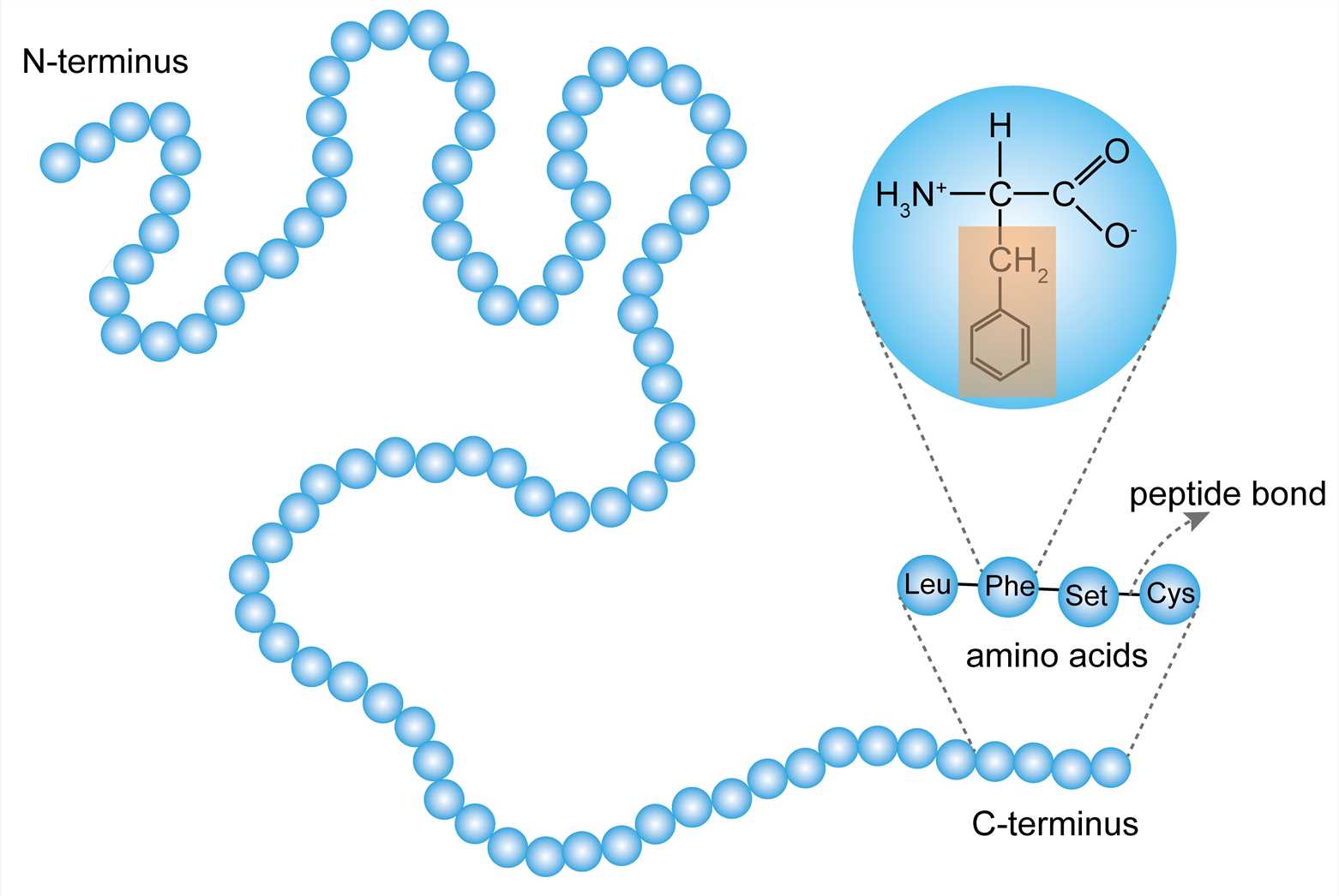 Uncovering Protein Structure