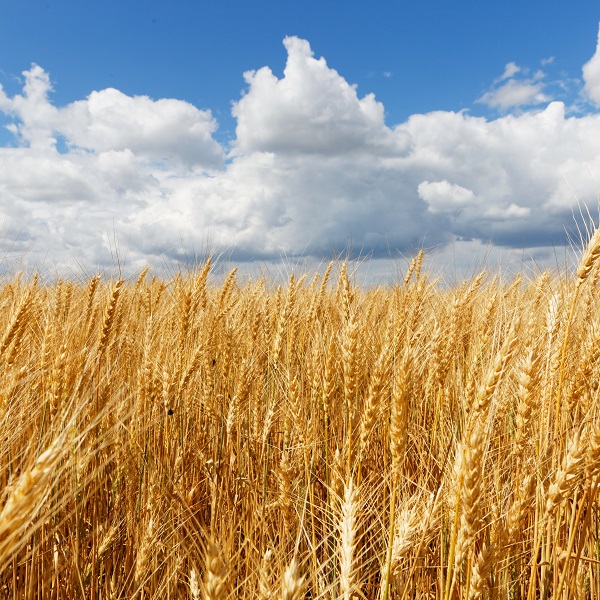 Overview Of Crop Weather Models With Emphasis On Empirical Crop Weather