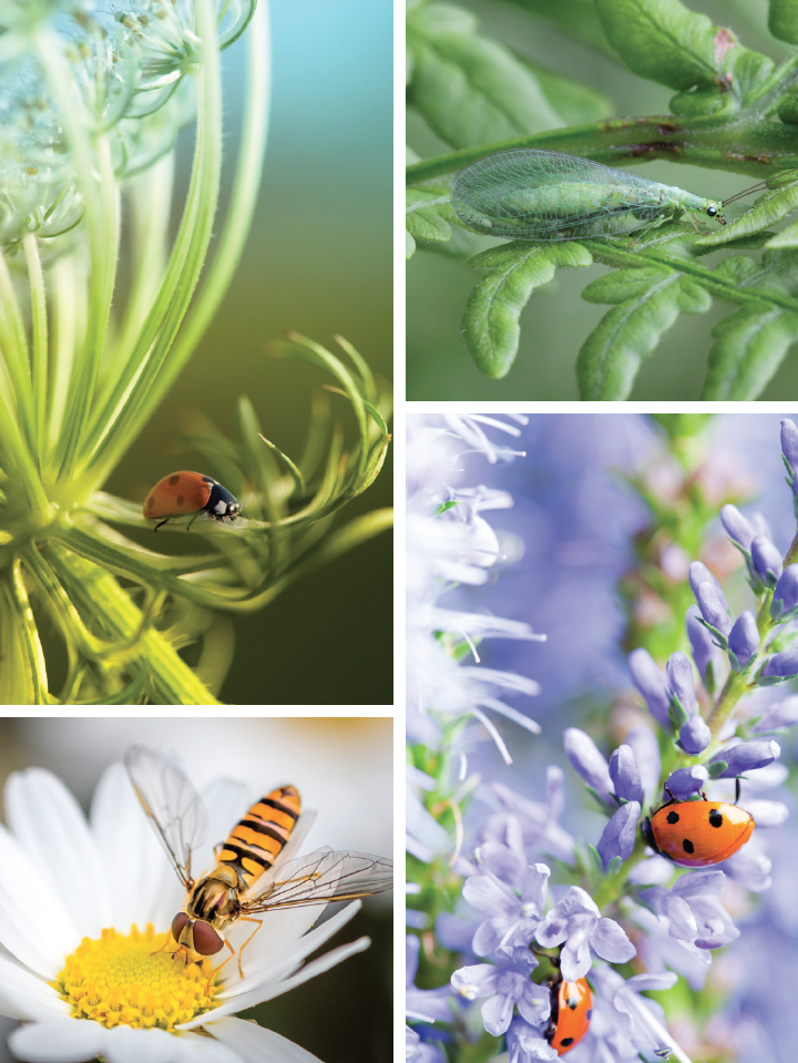 Method For Biologically Preventing Green Plant Bugs By Peristenus