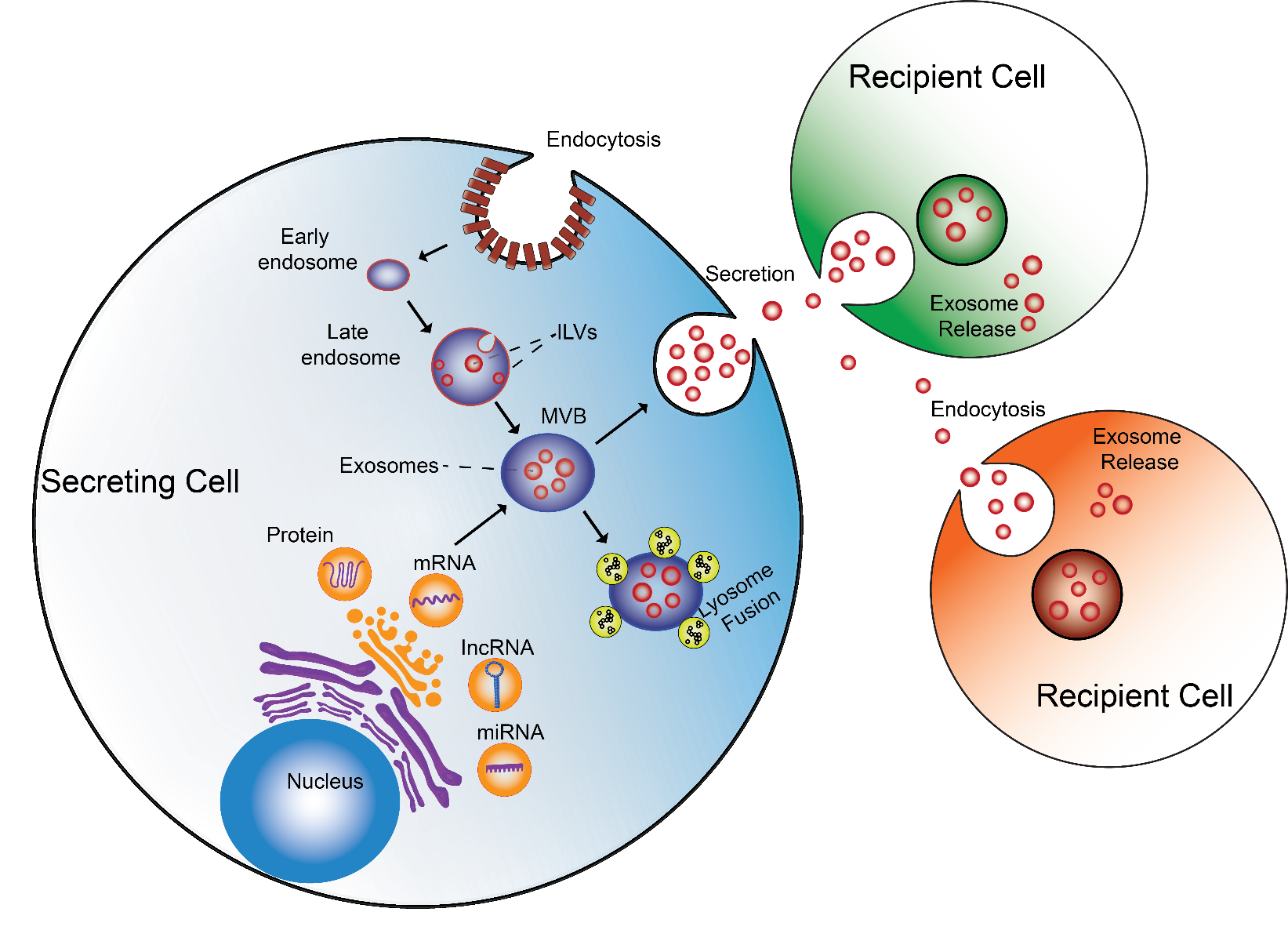 Exosome Mediated Selenop Secretion And Transport Are Regulated By Apoe
