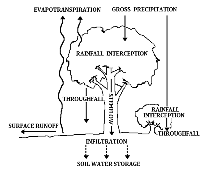 Design Of Stemflow 2 5 Vegetation Structure Vegetation In Tropical