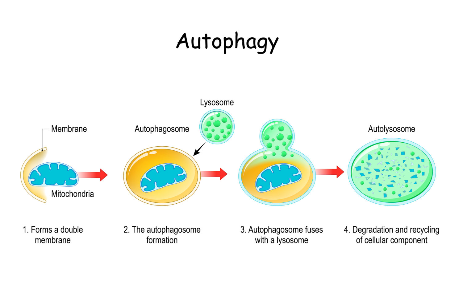Autophagy Level Was Promoted By Down Regulation Of Hedgehog Signaling