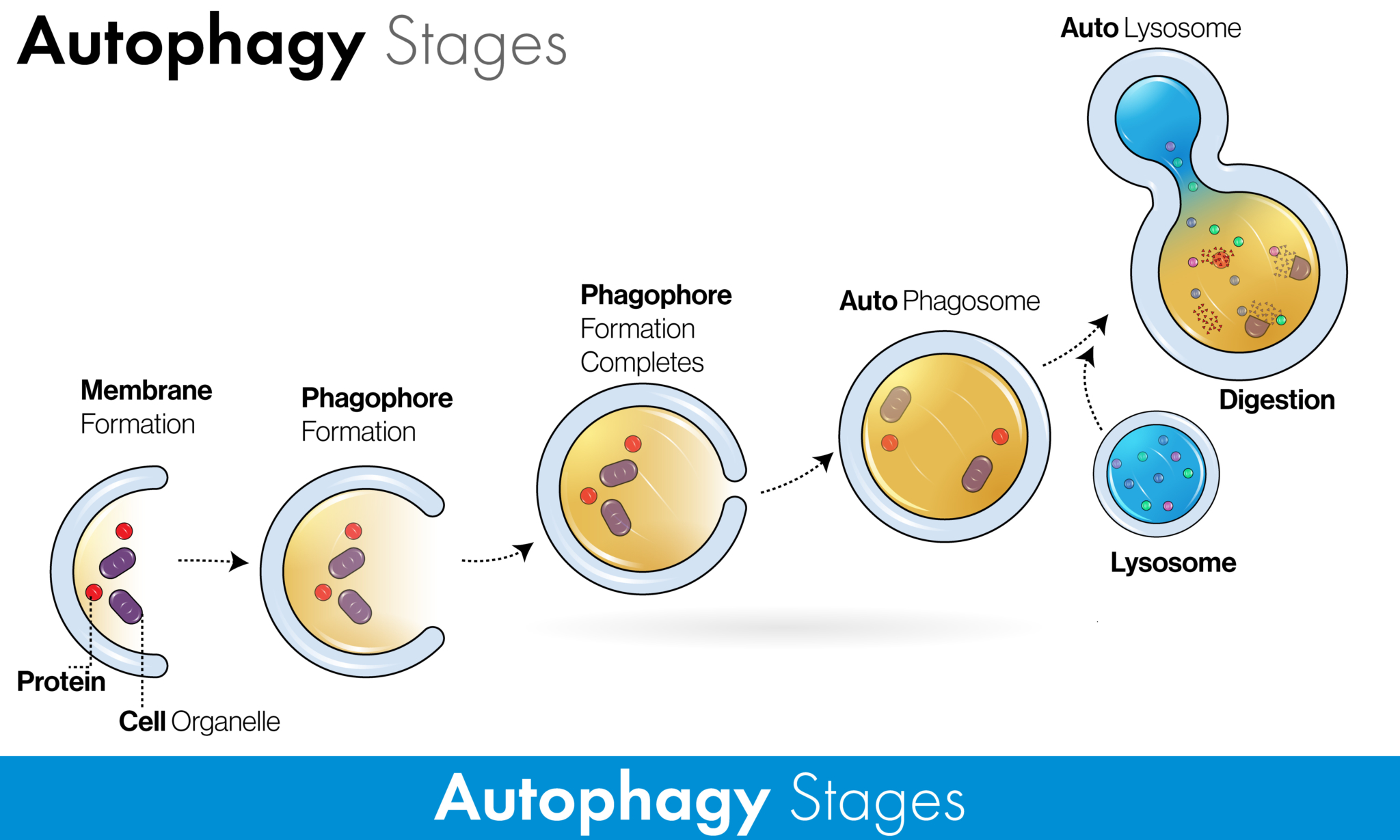 Autophagy Pcr Chip And Kegg Pathway Database Analysis Download