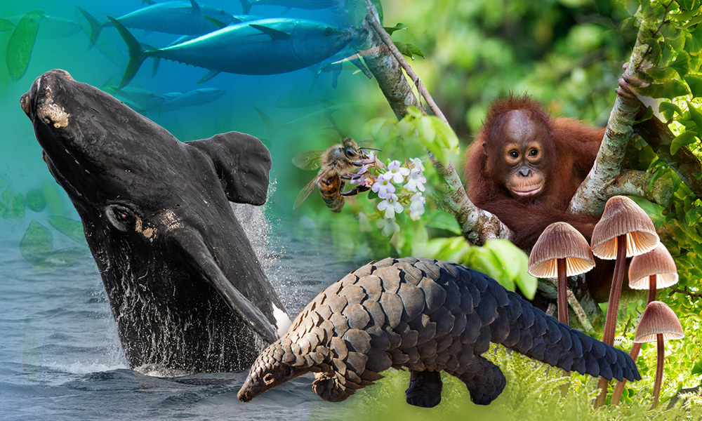 Biodiversity And The Healthy Society Summary