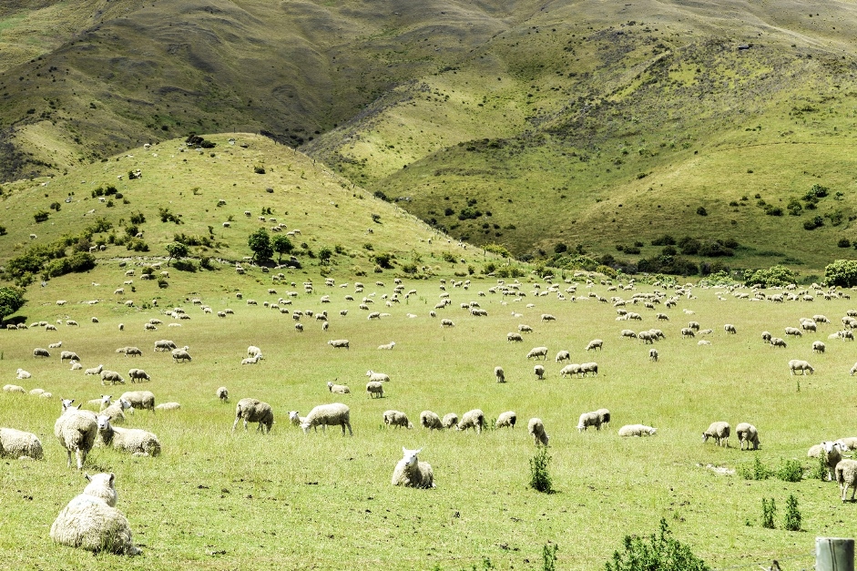 Extensive Amino Acid Sequence Polymorphism In The Patr B Allotypes Of