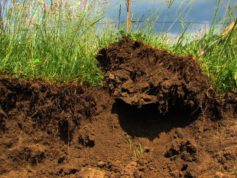 How To Check Soil Temperature In The Garden