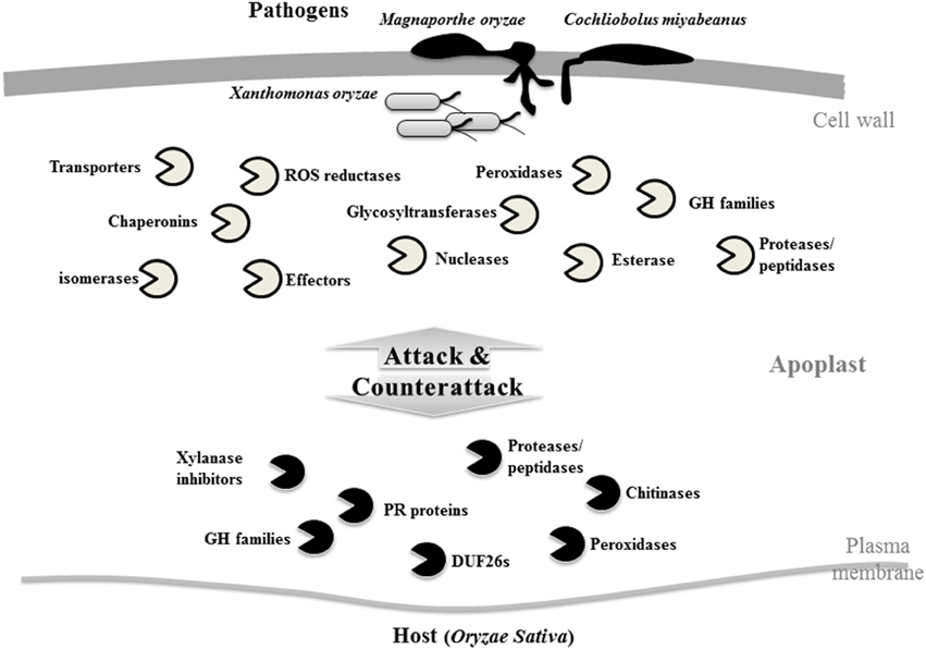 Frontiers Uncovering Plant Pathogen Crosstalk Through Apoplastic